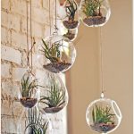 ESPRSSO×【Air Plants】（エアプランツ）